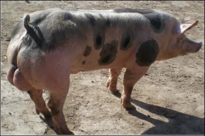 Quel est le nom du mâle reproducteur de la race porcine ?