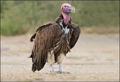Quel est cet oiseau nécrophage avec un bec puissant, de grandes ailes et sans plumes sur le cou et la tête ?