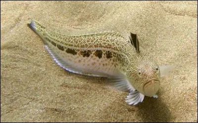 Quel est ce poisson marin avec une épine dorsale venimeuse qui vit sous le sable, sa piqûre est très douloureuse pour l'homme ?