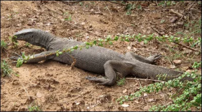 Quel est ce lézard carnivore au long cou à mâchoire puissante et aux griffes acérées ?