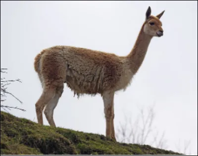 Quel est ce mammifère sauvage qui vit sur les hauts plateaux de la cordillère des Andes ?