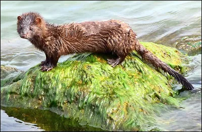 Quel est ce mammifère carnivore au dos courbé avec une grande queue, des pattes semi-palmées et des doigts à griffes ?