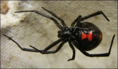 Quelle est cette araignée très venimeuse qui dans l'imaginaire humain est considérée comme le symbole du cannibalisme sexuel ?