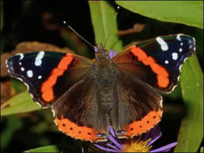 Quel est ce papillon que l'on reconnaît à ses ailes marron bordées de motifs orange vif ?