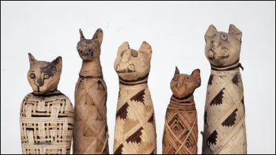 Les Égyptiens de l'Antiquité vénéraient les chats comme des dieux. Ils en possédaient beaucoup. En 1888, combien de chats momifiés ont-ils été découverts dans une nécropole ?