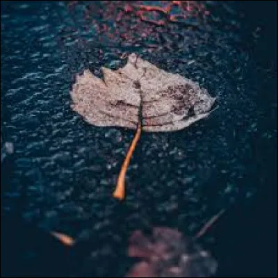 Lorsqu'il pleut, quel bovid&eacute; allez-vous citer ?