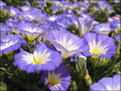 Quel nom de fleur porte Catherine Deneuve dans le film de Luis Bu&ntilde;uel de 1967 ?