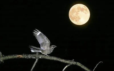 Vous associez cette image à...