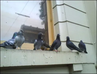 Ces pigeons vous font penser à...