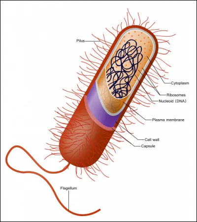 Qu'est-ce qu'une cellule procaryote : les premières cellules biologiques à s'être formées il y a 3,5 milliards d'années ?