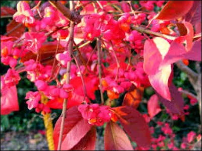 Quel est le nom de cet arbre ayant pour nom latin Euonymus europaeus ?
