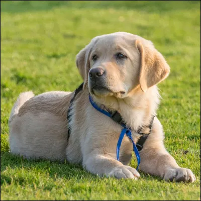 Pour toi, un chien est avant tout :