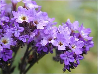 Quelle est cette fleur ?