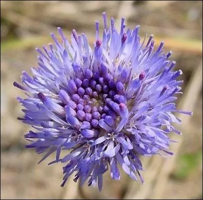 Quelle est cette fleur ?