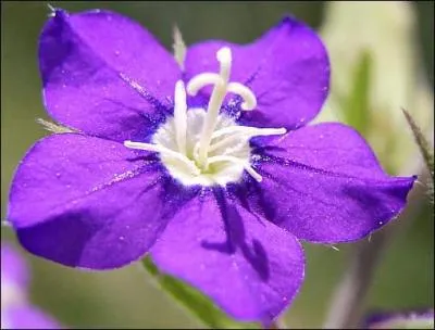Quelle est cette fleur ?