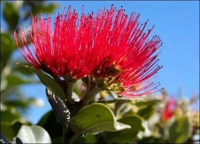 Quelle est cette fleur ?