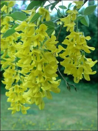 Quelle est cette fleur ?