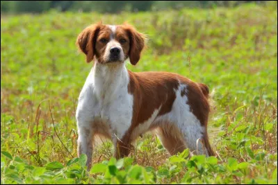 Cette race de chien est un berger allemand.