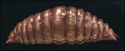 De quelle couleur sont les Veracrasses ?