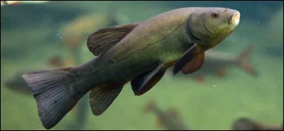 Ce poisson de fond, gourmand et très glissant, est :