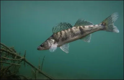 Ce carnassier d'eau douce peut s'adapter aux eaux saumâtres. C'est :