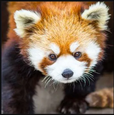 Quel animal Starfire préfère-t-elle le plus ?