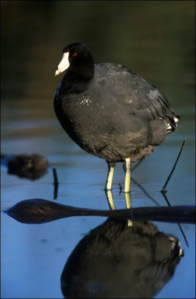 Quel prélat français réussit à faire accéder au trône de France, en 893, Charles le Simple ?