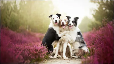 Comment traduire "chien" en allemand ?