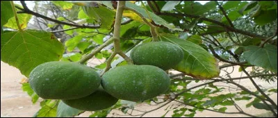 C'est larbre officiel de Hawaï.