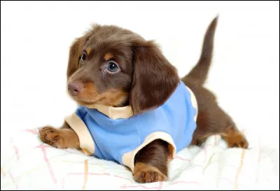 Combien d'enfants le prince William et sa bien-aimée ont-ils en 2021 ?