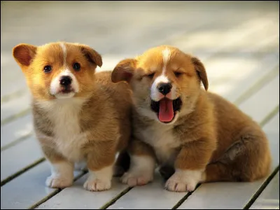 Combien d'enfants attend-on dans le cas d'une grossesse gémellaire ?