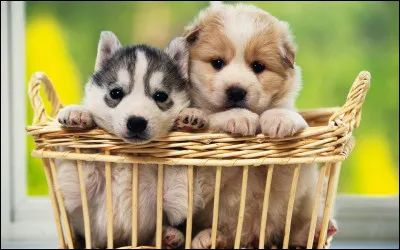 Avec combien d'enfants Harry Potter se trouve-t-il dans la Chambre des Secrets avant le réveil de Ginny ?