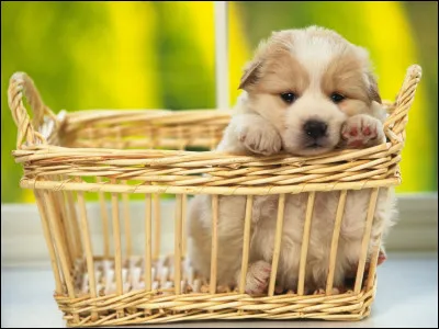 Lequel de ces termes se traduit par "three" ?