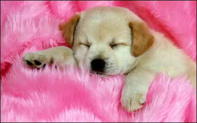 Dans un handstand, combien de contacts a-t-on avec le sol ?