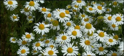 Quel est le nom de l'interprète ?