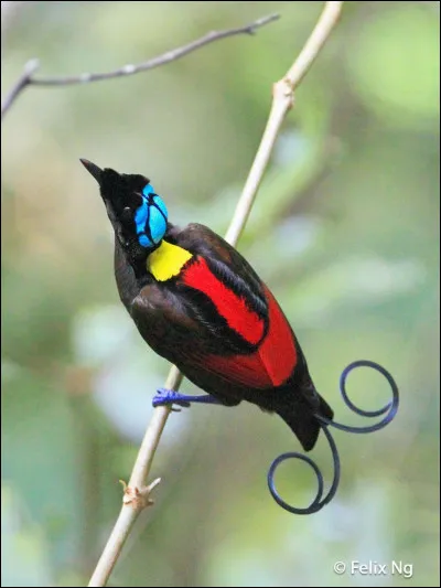 Comment s'appelle cet animal ?