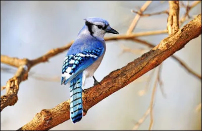 Comment s'appelle cet oiseau ?