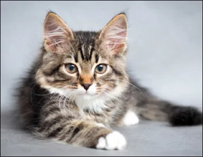 Quel animal est-il ? Vous l'avez sûrement reconnu si vous avez vu ma photo de profil.