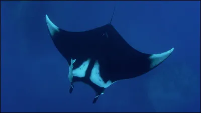 Quel est cet animal marin ?