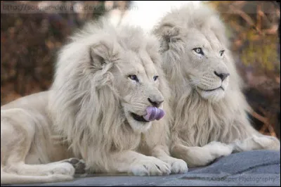 Une question facile ! Quel est cet animal ?