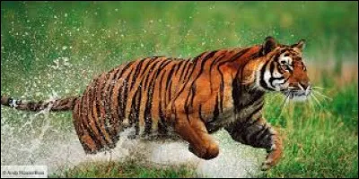 De la même famille que le précédent ! Qui est-il ?