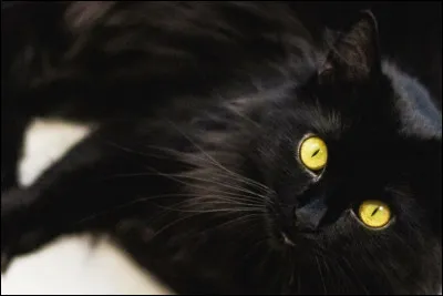 On poursuit avec les félins, qui est-ce ?