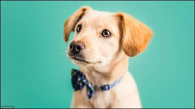 Ton animal préféré est :