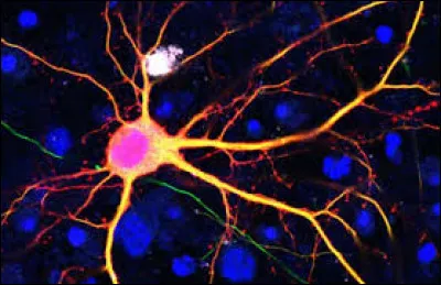 Quelles cellules sont concernées par la mitose ?