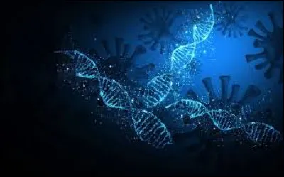 Quel est l'ordre correct des étapes de la mitose ?