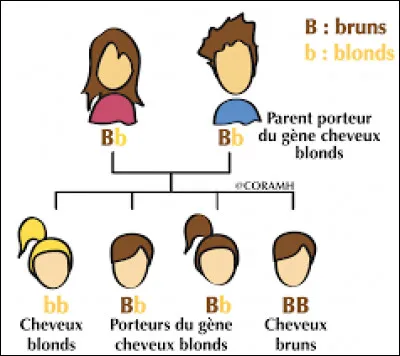 En quelle phase de la mitose a lieu le brassage interchromosomique ?