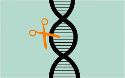 Qu'est-ce que le brassage intrachromosomique ?