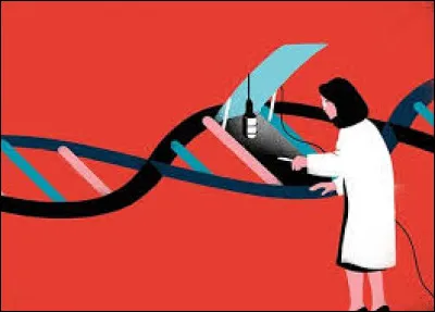 Combien de réplications de l'ADN peut-on observer en méiose ?