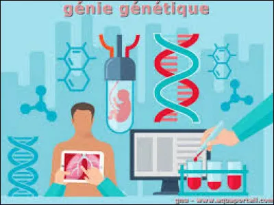 Quelle phase est la plus longue pendant la méiose ?