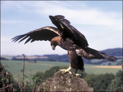 Quel est ce rapace ?